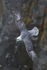 Fulmar in flight at Neist Point, Isle of Skye