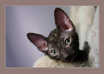 Coco 7 weeks - 2