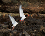 Squabbling Oystercatchers on the shore of West Loch Tarbert