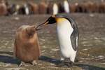 King Penguin and chick