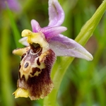 Apennine Late Spider orchid (Ophrys dinarica also Ophrys fuciflora ssp dinarica).