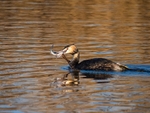 Great Crested Grebe