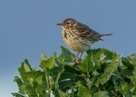 Meadow Pipit 4