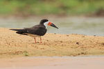 Black Skimmer standing...