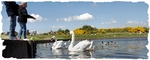 Feeding The Swans F