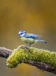 Blue Tit