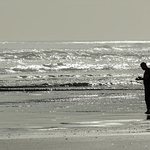 Shell seeker, Muriwai