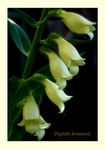Digitalis fontanesii