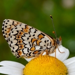 Spotted fritillary (Melitaea didyma)