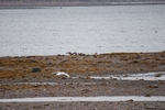 White-tailed Eagle