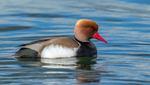 Red-crested Pochard