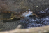 Common Frog amongst frogspawn at Otmoor