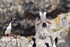Imperial Shag landing at colony, Cape Bougainville, Falklands