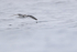 Masatierra Petrel low over ocean, Chile