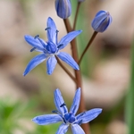 Alpine squill (Scilla bifolia)
