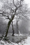 Leaning Trees