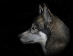 Dogs portfolio