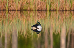 Goldeneye