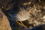 Purple Sandpiper