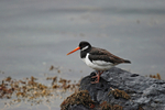 Oystercatcher