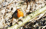 Robin