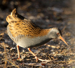 Water Rail