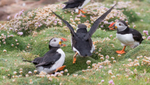 Puffen Fight 5