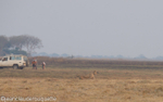 Lionness hunting