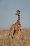 Reticulated Giraffe calf