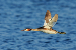 Great Crested Grebe flying low over water, Farmoor Reservoir