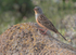 Cretzchmar's Bunting