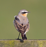 Wheatear - Oenanthe oenanthe