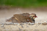 Red-legged Partridge portfolio