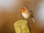 Robin perched on a fence post in morning light at Durlston