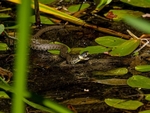 Grass Snake