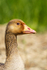 RSPB Minsmere 6May22-306