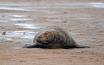 Atlantic Grey Seal