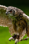 Jasmine the Bengal Owl