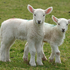 Baby Lambs, Ireland