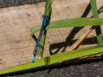 Common Blue Damselfly