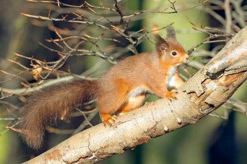 Red Squirrel in Keilder