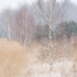 EAST QUARTER LINE, CHARLOTTVILLE - NORFOLK COUNTY