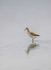 RSPB Titchwell 25Sep24-33
