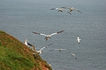 Gannets