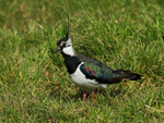 Lapwing in the grass on Greenaways at Otmoor