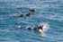 Dolphins with surfers 2