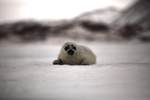 1 month old sealpup after his first swim1382