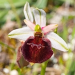 Shield Ophrys (Ophrys argolica ssp. biscutella also Ophrys biscutella or O. crabronifera ssp biscutella
