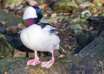 Bufflehead 1