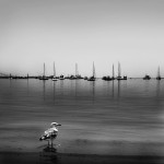bird on cape cod bay b&w